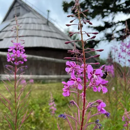 Korosica Velika Planina *